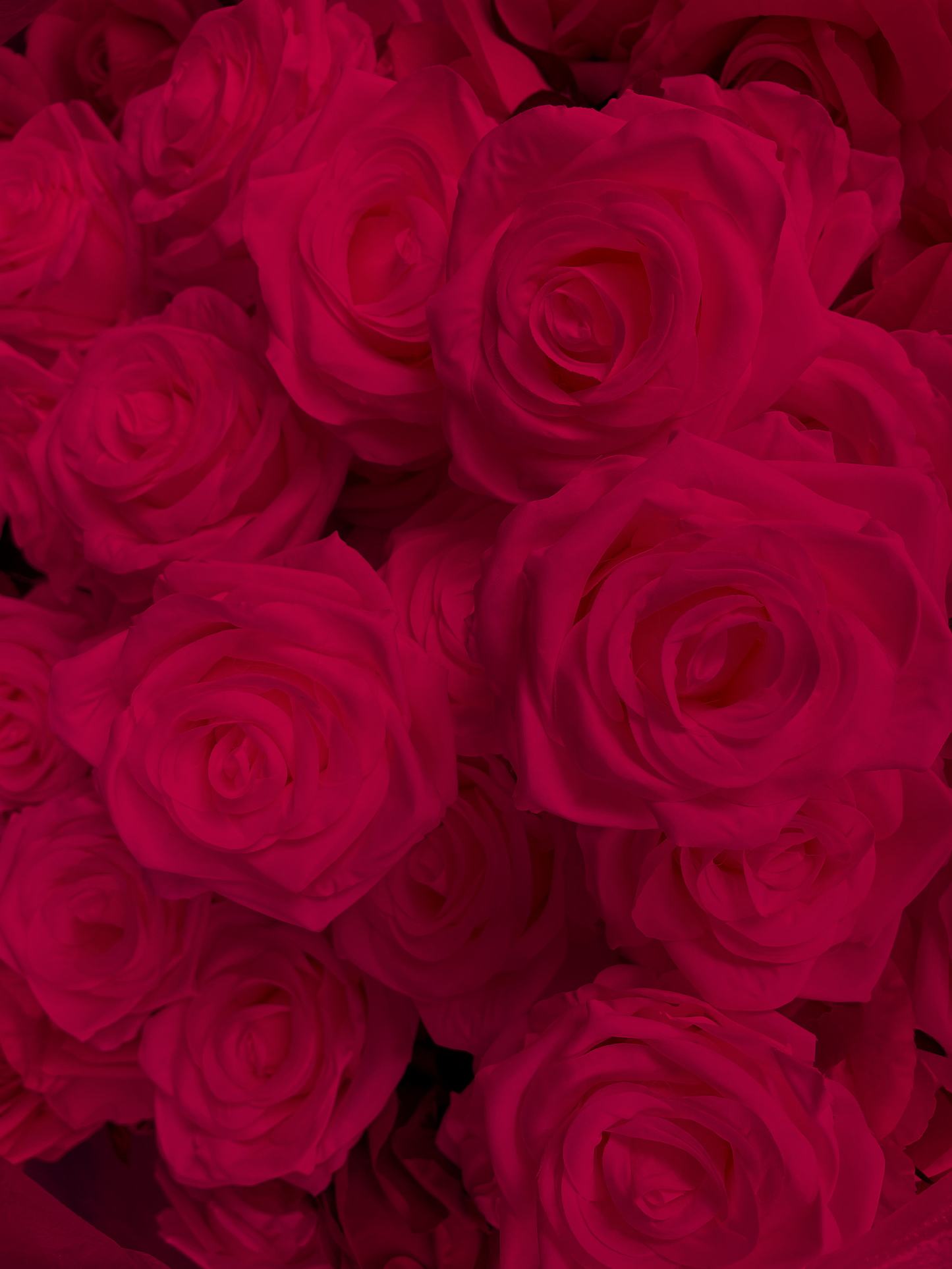 Wholesale - Red Roses 25 pcs Packed